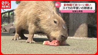 【きょうの1日】動物園であつ～い戦い！ カピバラ「スイカの早食い競争」勝者は？