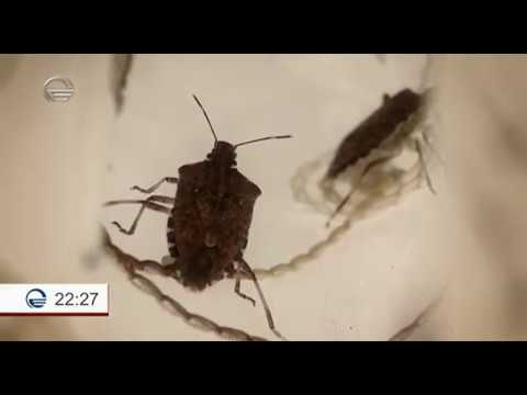 აზიური ფაროსანას საწინააღმდეგო ღონისძიებების შედეგები და გეგმები