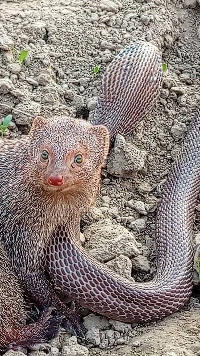 Mongoose and snake cobra #shorts