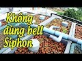 Lắp thử nghiệm hệ Aquaponic không dùng Bell Siphon || Not use Bell siphon in aquaponic