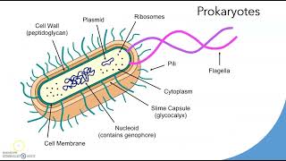 Prokaryotes vs. Eukaryotes (Compare & Contrast) [Biology Ep. 3]