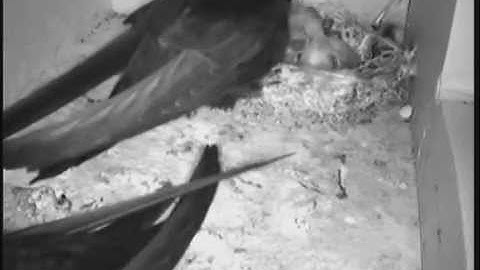 Drie jong Gierzwaluwen kast 1 worden gevoerd, 11 juni 2014