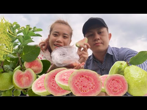 Video Ăn Ổi RuBy Thoả Thích Tại Vườn Mà Không Cần Bỏ Ra Chi... - youtube
