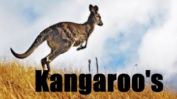 Zoo Tycoon 2| Exhibit Tutorial| Kangroos: Do