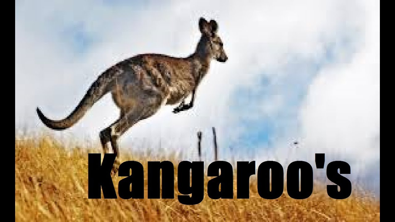 Zoo Tycoon 2| Exhibit Tutorial| Kangroos: Do's and Dont's - YouTube