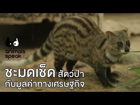 สัตว์โลกน่ารู้ของทั่วประเทศ: ชะมด