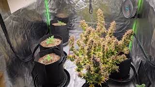 Whats happening in the grow tent Feb 11 2025