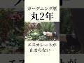 【ガーデニング】今日も楽しく庭作り♪季節のお花を植え付けて庭を明るくしよう！