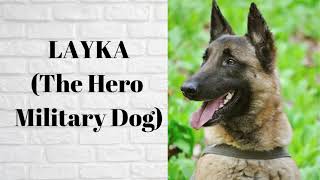 LAYKA (The Hero Military Dog)
