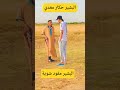 البشير حكار ومقود شوية