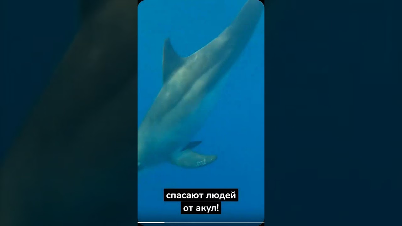 Почему дельфины не едят людей? 