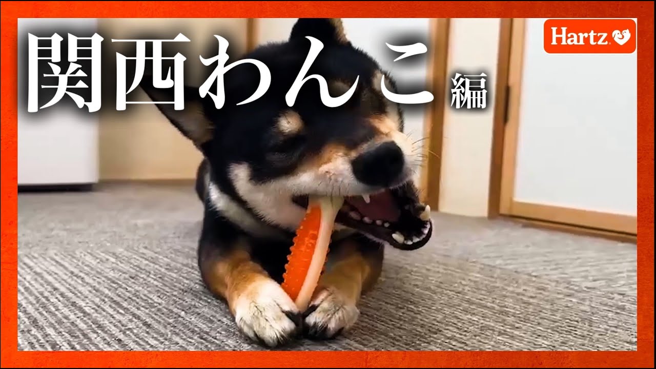 ハーツ(Hartz)公式】しっかり遊んで歯みがき！デンタルトイ |関西