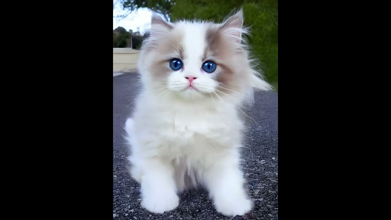 The perfect loop doesn't exi- ❤️ AI-generated cats edition