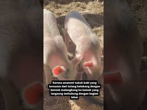 kenapa babi tidak