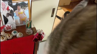 猫がとんできた。