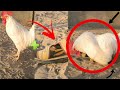 Rooster's Unexpected Love Story + Baby Goats Relaxing in the Village!