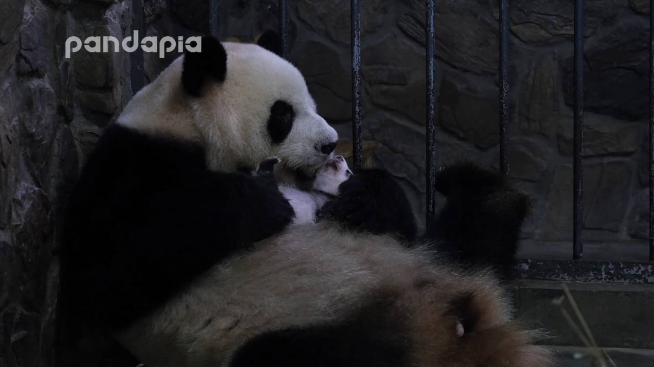 Panda mum and her baby pandas merge