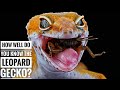 Leopard gecko || Description, Characteristics and Facts!