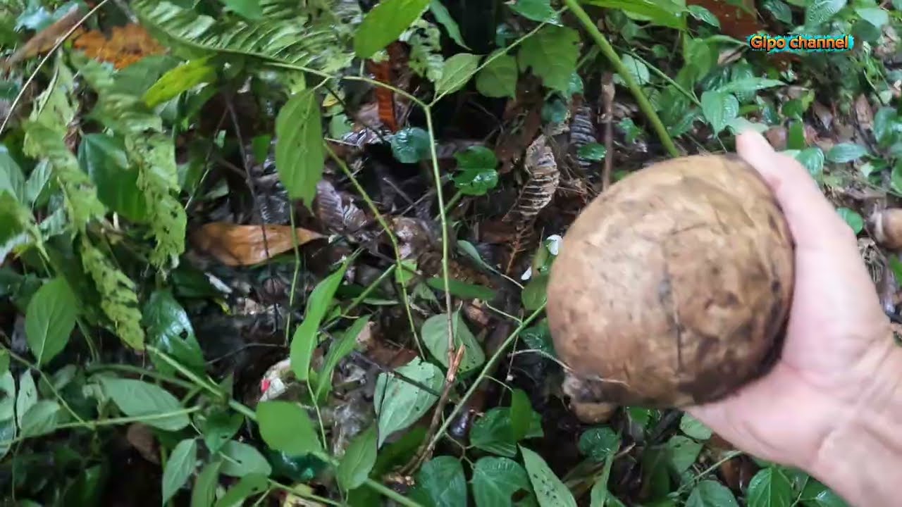 Disini orang tak makankah buah ini. Buah Bambangan.