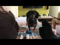 My lovely Dachshund, Darwin