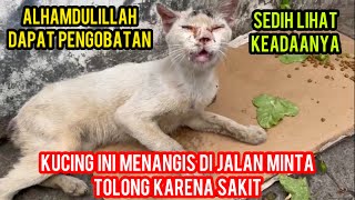 Download Lagu Kucing Sakit Minta Tolong Di Pinggir Jalan Endingnya Bikin Sedih ‼️ MP3