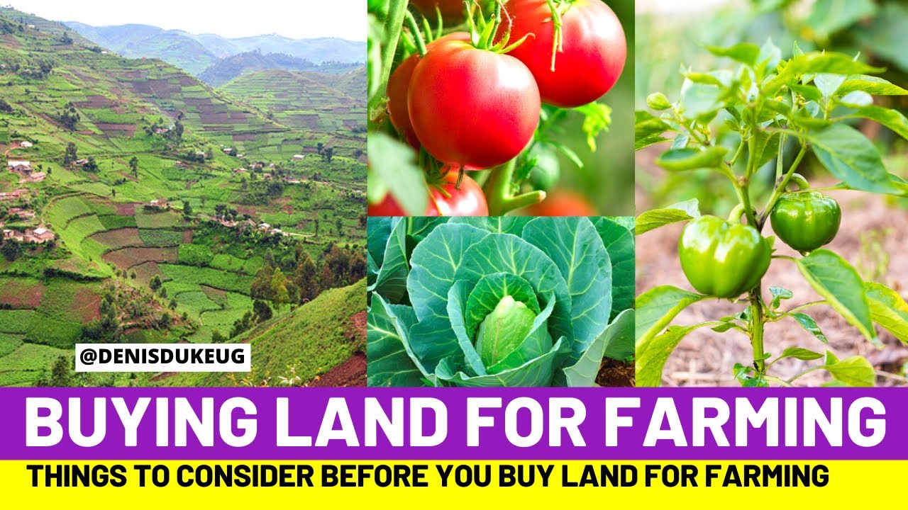 Things To Consider When Buying Land For Farming In Uganda - YouTube