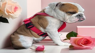 No date on Valentine’s Day but this English Bulldog had a surprise! by Tia English Bulldog 33 views 3 months ago 42 seconds