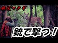 【狩人】罠止め差し！くくり罠にかかった鹿を銃で撃つ！【観覧注意】