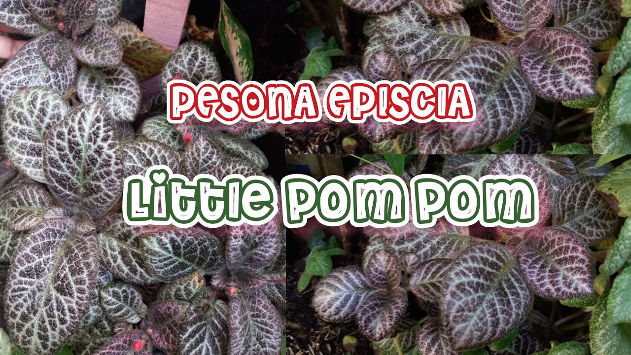 PESONA EPISCIA PART 12 ⁉️ EPISCIA IMPORT LITTLE POMPOM ⁉️ TIPS PERAWATAN 