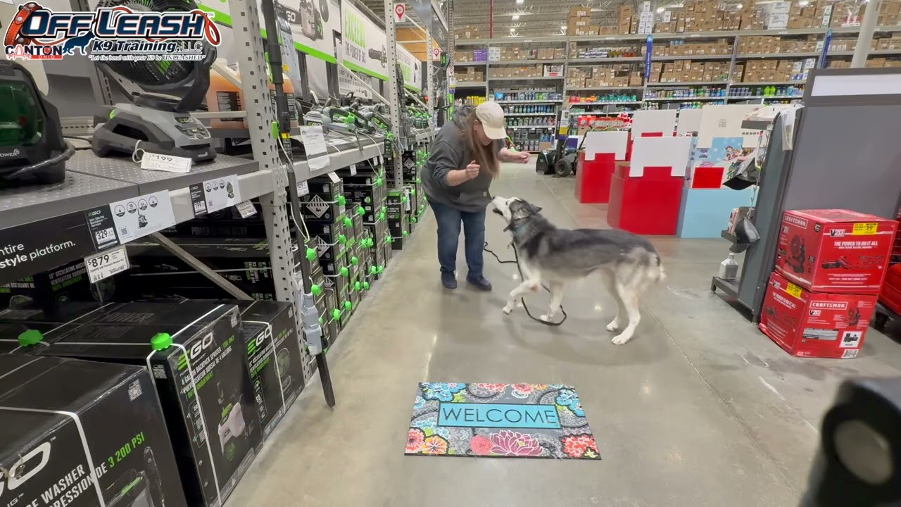 Maliki | 5 Year Old Husky | 2 Week Board and Train | Akron/Canton Dog Training