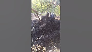 Cá lóc nướng rơm miền Tây