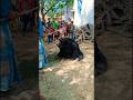 bhalu gorilla || vlogs #shortvideo #gorilla #bhalu