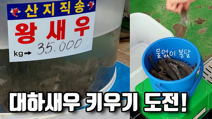 흰다리새우 키우기 도전합니다! 과연 성공할 수 있을까?