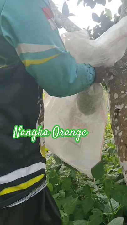 Nangka orange #youtube #vlog #vlogger #vlogs #buah #fruit #video #nangka #youtuber #tiktok
