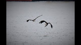 The Best Of My Eagles