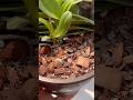 MIX PARA PLANTAR ORQUÍDEAS #shorts #orquideas #orquídeas #orquidea #orquídea #orchid
