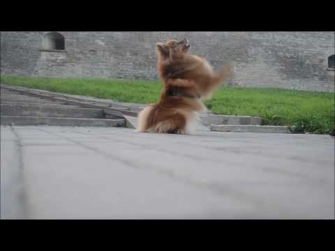 German spitz Eva, 2 years, tricks - autumn 2016