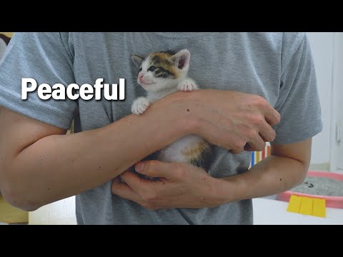 When I Hug the Rescued Kitten, She <strong>doesn</strong>&amp;#39;t Think about Going Down