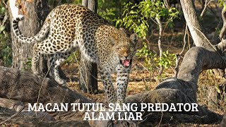 Mengenal Macan Tutul: Fakta-Fakta Menarik dan Kehidupan di Alam #duniafakta #animals
