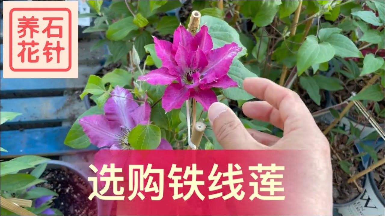 购买铁线莲的几个小建议 - clematis