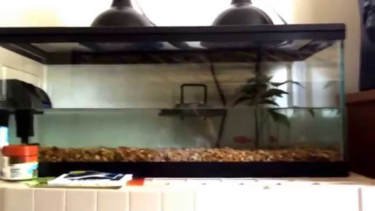 zilla aquatic turtle kit 40 gallon