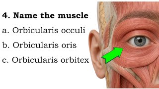 Can you name these 20 Muscles like Nurses and Doctors? 