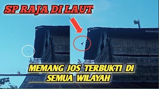 Respon sp raja di laut memang jos terbukti sedotan sampai maghrib