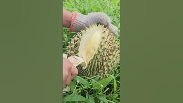 Vườn Này Đã Xử Lý Hết Sượng Nước, Phun Thêm 1 Cữ | Nông Nghiệp TKA