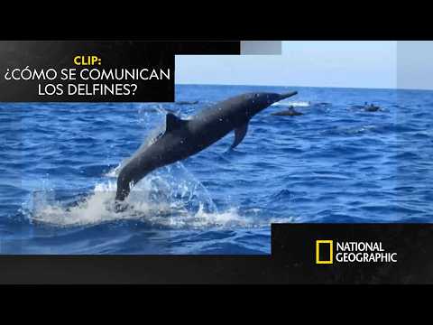 Delfines que se comunican... ¿girando? 🤔 | CRUCE DE OCÉANOS | NATIONAL GEOGRAPHIC ESPAÑA