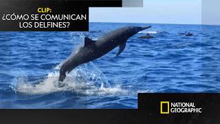 Delfines que se comunican... ¿girando? 🤔 | CRUCE DE OCÉANOS | NATIONAL GEOGRAPHIC ESPAÑA