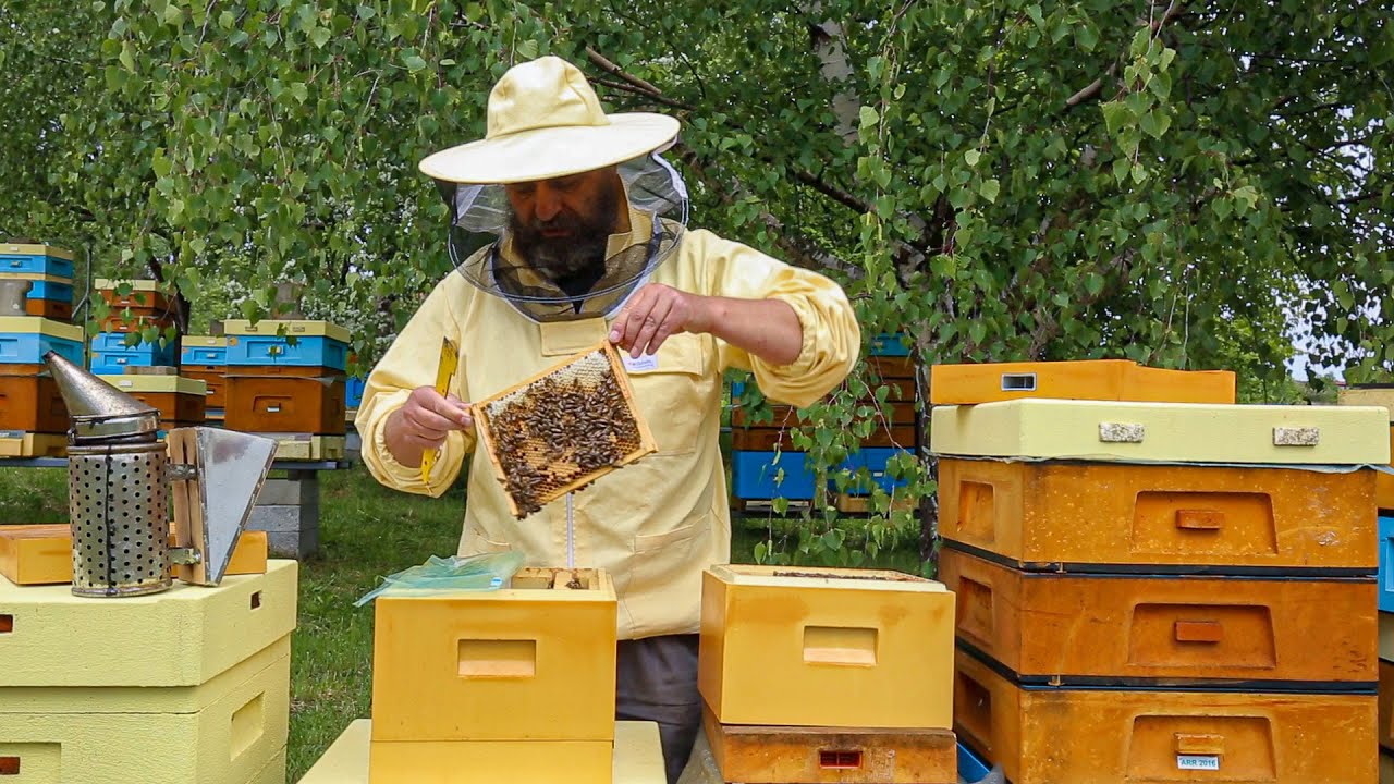 Mini Plusy, nasiedlanie ulików weselnych i poddawanie mateczników hodowlanych.