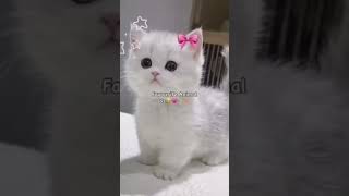 #favouriteanimal#cat #edit
