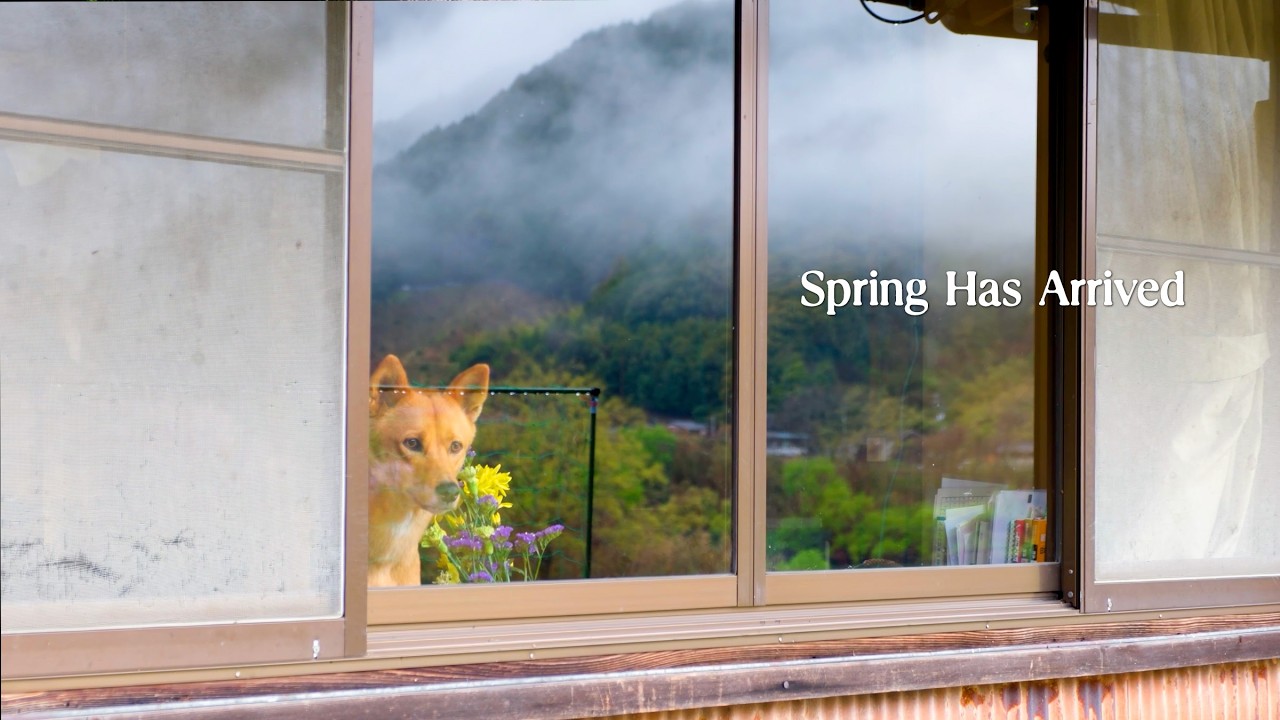 What Early Spring Was Like This Year in the Japanese Countryside