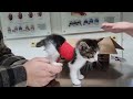 Middle of video